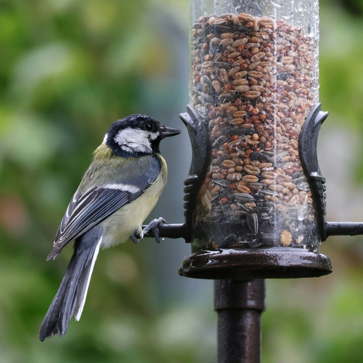 Bird Food