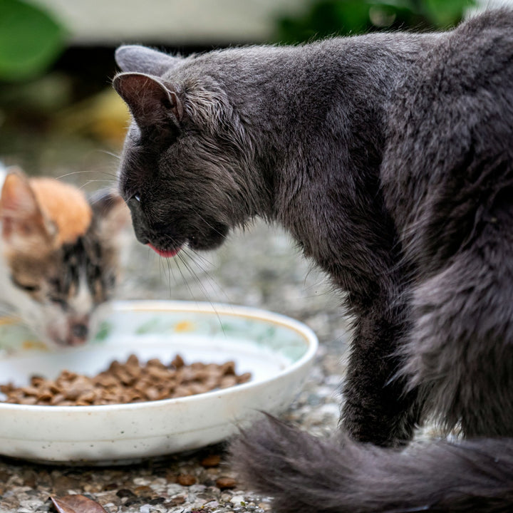 Cat Food