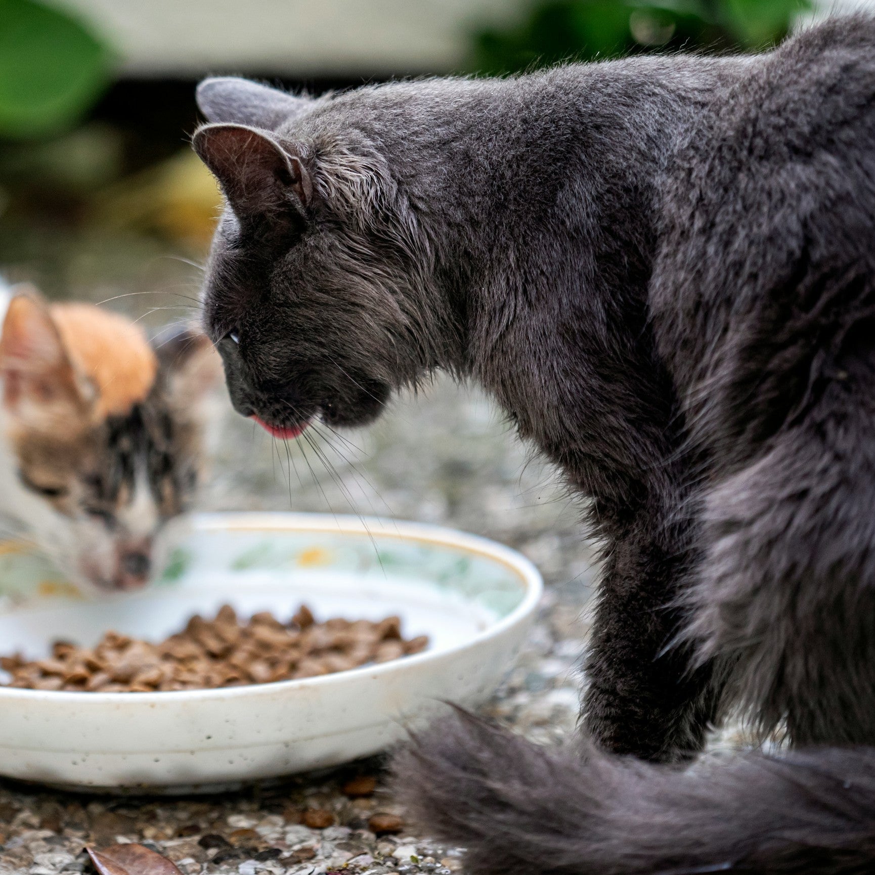 Cat Food