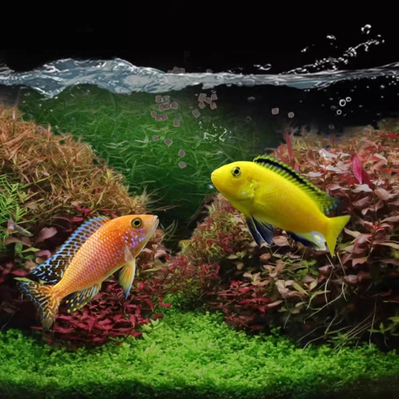 BESSN African Cichlid Food-Slow Sinking Color Enhancing Pellets for Mbuna,Frontosa&Tanganyika Fish- Algae-Based Formula
