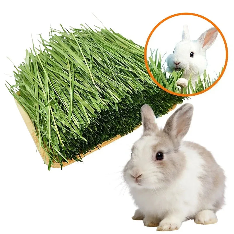 High Fiber Dried Timothy Grass Natural Rabbit Feed Chewable Grass For Chinchilla Guinea Pig Small Pet Dental Care Food Supply