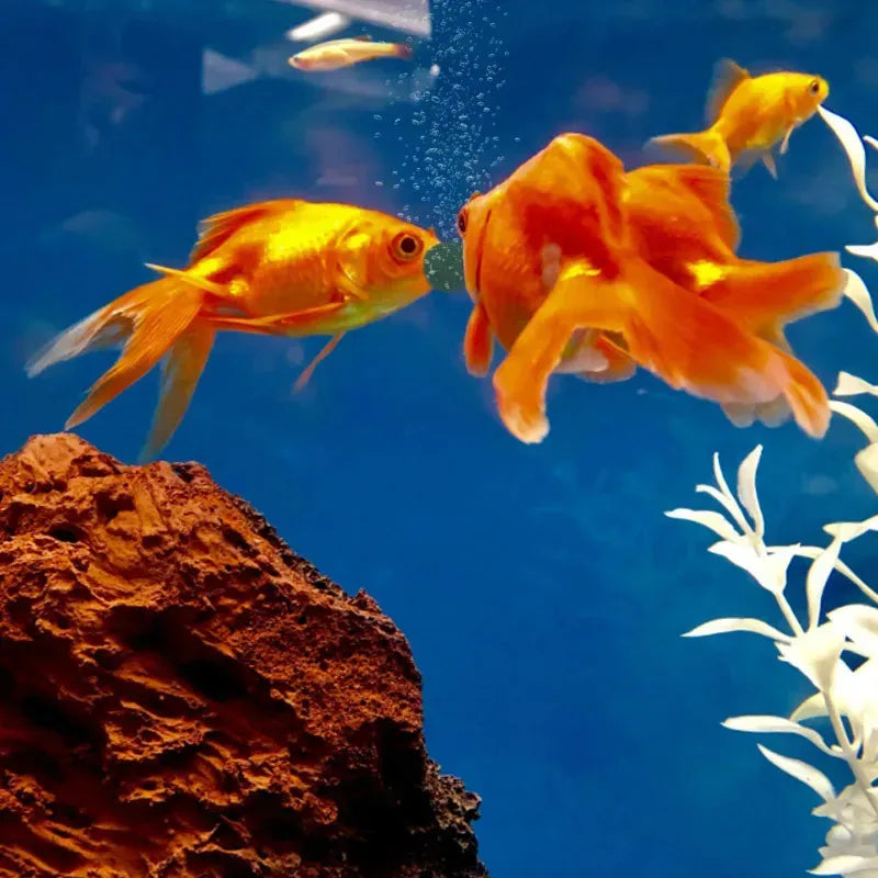 100-1000pcs High Purity Spirulina Tablets Spiral Seaweed Enrichment Favorite Pets Food Fish Crystal Red Shrimp Fish FoodAquarium