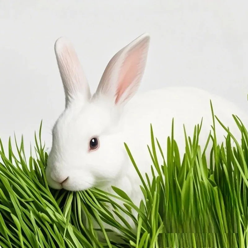 High Fiber Dried Timothy Grass Natural Rabbit Feed Chewable Grass For Chinchilla Guinea Pig Small Pet Dental Care Food Supply