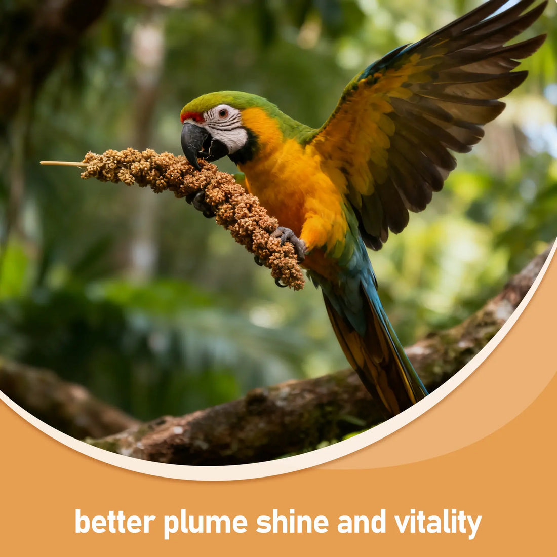500g Millet Treat for Pet Birds Natural Bird Snack Millet Dried Millet for Parakeets Cockatiels Lovebirds Budgies Finches Supply