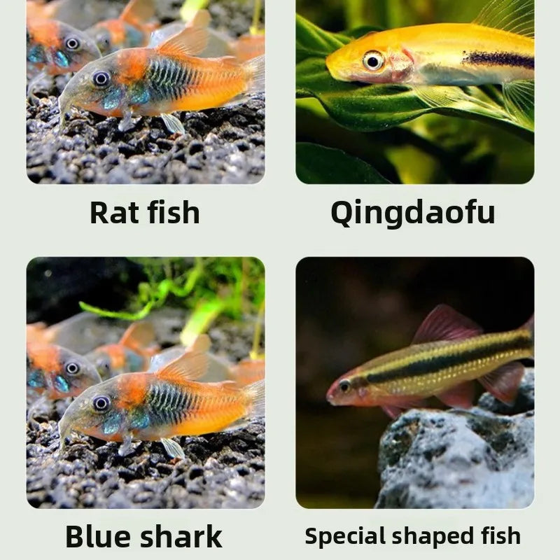 Maytra Bottom Feeder Fish Food - Sinking Pellets for Plecos, Catfish, Loaches & Algae Eaters (High Protein, Spirulina Formula)