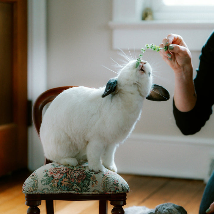 Rabbit & Small Pet Food