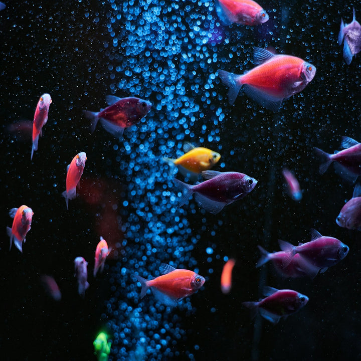 Fish Food